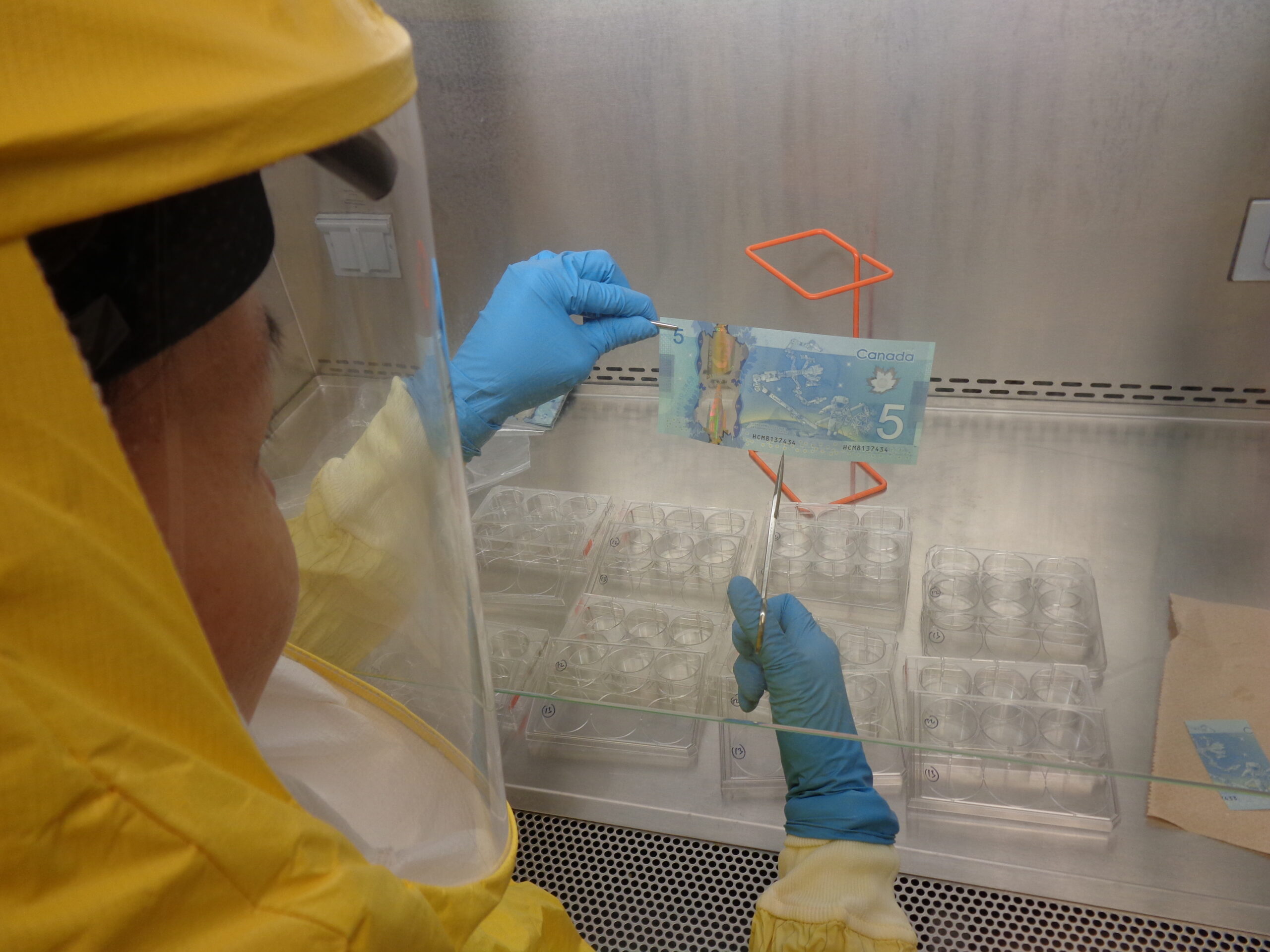 Scientist cutting up Canadian 5 dollar bill to put into testing trays 