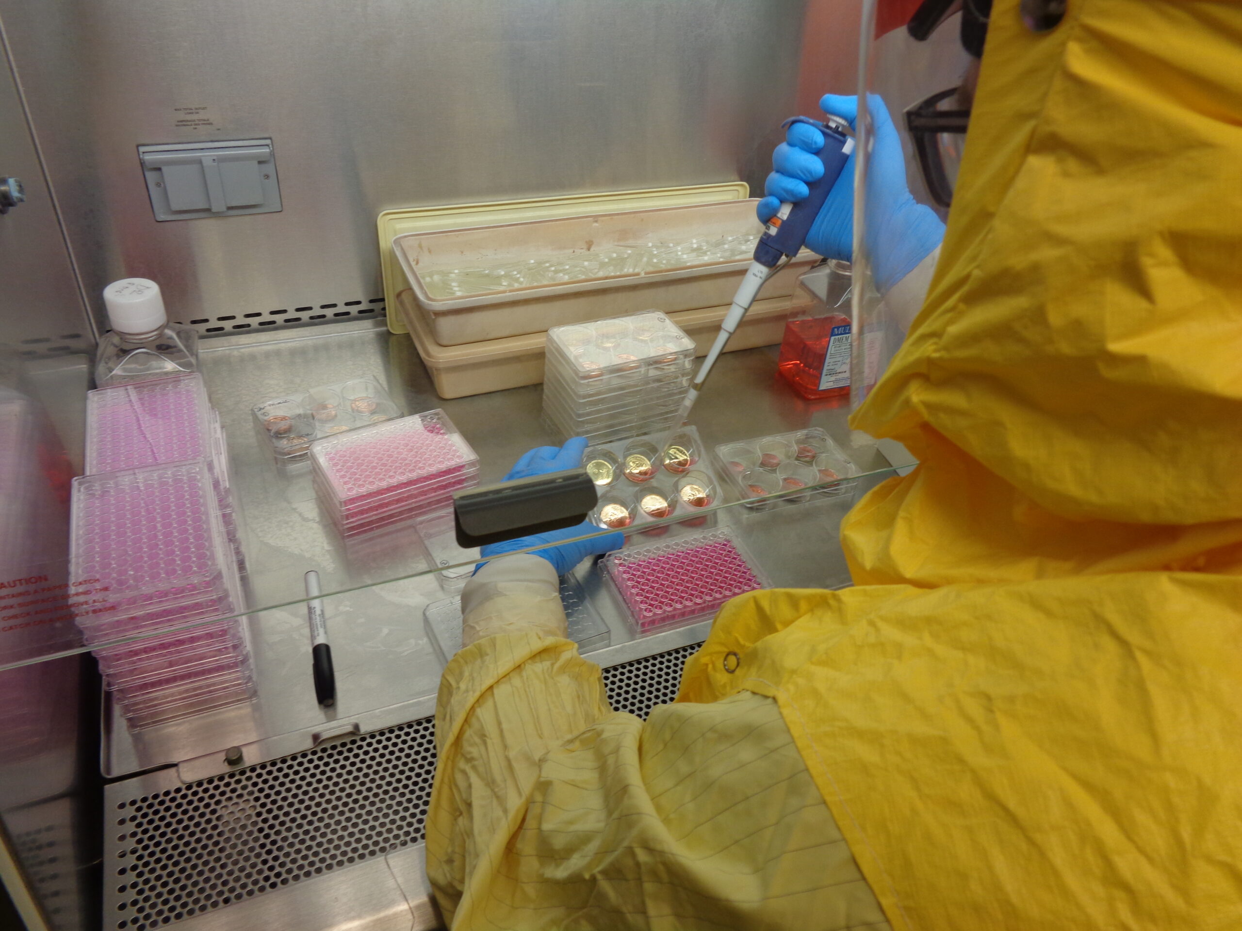 Scientist dropping solution on loonies in individual trays wearing full PPE