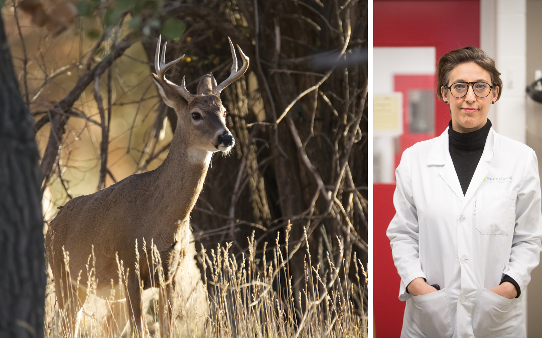 Study identifies new SARS-CoV-2 variant in white-tailed deer and first evidence of deer-to-human transmission